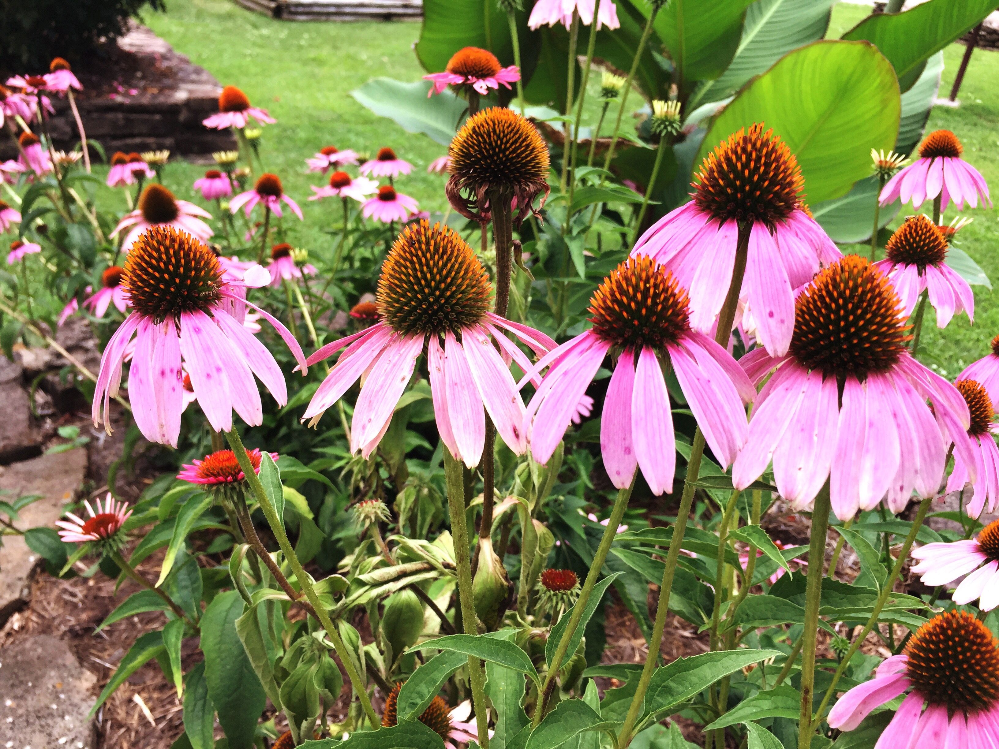 Эхинацея пурпурная уход. Эхинацея пурпурная (Echinacea purpurea). Эхинацея пурпурная Purple Coneflower. Эхинацея Пурпл Эмперор. Эхинацея пурпурная Примадонна дип Роуз.