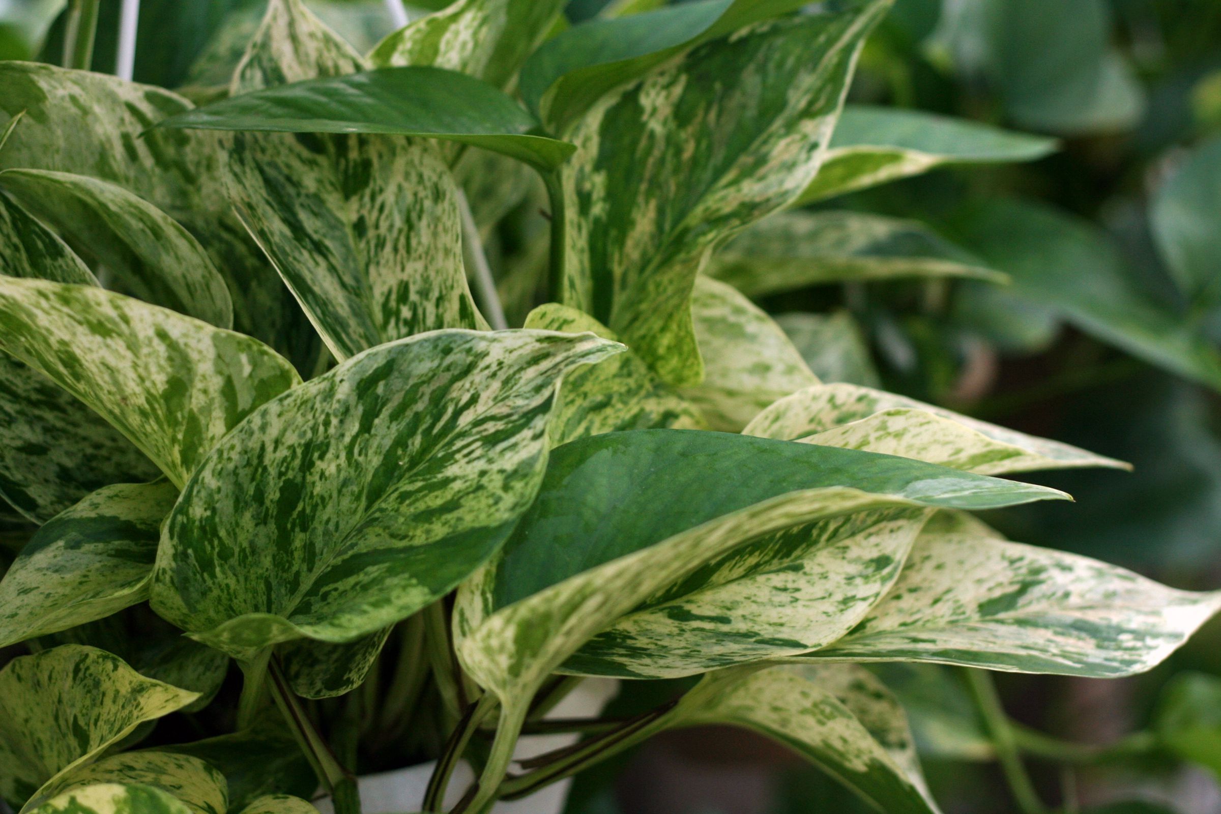 Pothos Plant: Guide d'entretien et de culture - Deco Factory